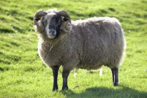 Cotswold: Castlemilk Moorit ram at Cotswold Farm Park