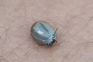Ticks: Castor Bean Tick