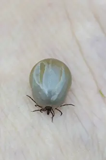 Ticks: Castor Bean Tick