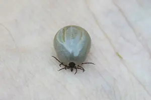 Ticks: Castor Bean Tick