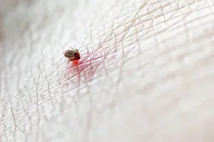 Tick: Castor Bean Tick (Ixodes ricinus), tick on human
