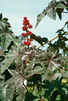 Ricinus: CASTOR OIL PLANT