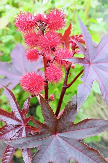 Ricinus: Castor Oil plant, Ricinus communis, Close up of red coloured