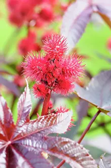 Ricinus: Castor Oil plant, Ricinus communis, Close up of red coloured