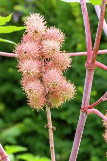 Toxins: Castor Oil Plant, Ricinus communis Carmencita