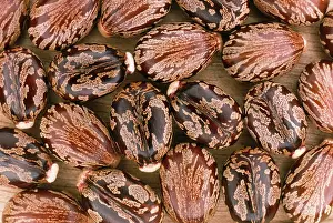 Ricinus: CASTOR OIL SEEDS