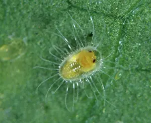 Photomicrography: Castor whitefly adult emerging from pupa