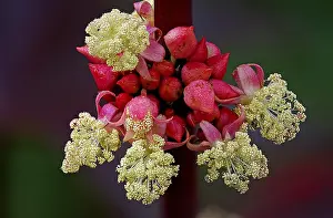 Communis: Castorbean (Ricinus communis) flowering in clos