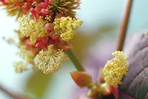 Ricinus: Castoroilplant