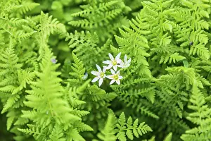 Wilson: Castroville, Texas, USA. Ferns in the Texas Hill Country