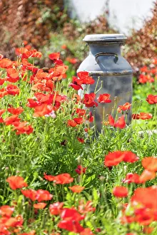 Vintage: Castroville, Texas, USA. Old milk jug in poppies