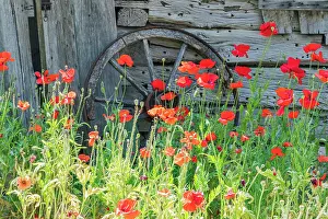 Vintage: Castroville, Texas, USA. Poppies and historic buildings