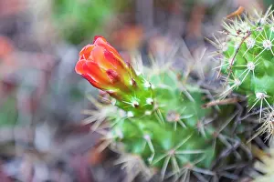 Wilson: Castroville, Texas, USA. Prickly pear flower in