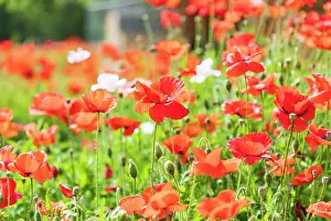 Vintage: Castroville, Texas, USA. Wild poppies in the Texas