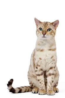 Mink: Cat - 1 year old Bengal Seal Mink Snow
