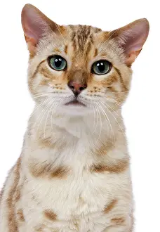 Mink: Cat - 1 year old Bengal Seal Mink Snow