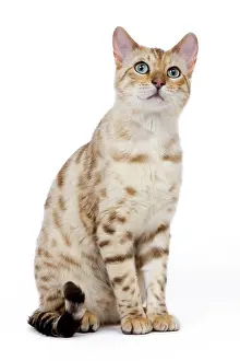 Mink: Cat - 1 year old Bengal Seal Mink Snow