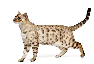 Mink: Cat - 1 year old Bengal Seal Mink Snow