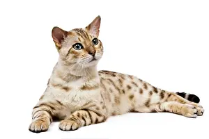 Mink: Cat - 1 year old Bengal Seal Mink Snow