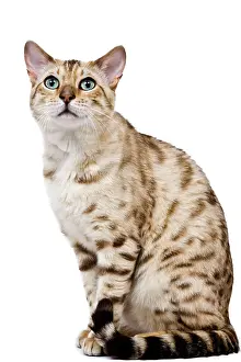 Mink: Cat - 1 year old Bengal Seal Mink Snow