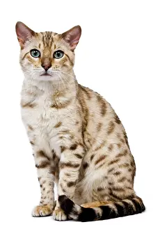 Mink: Cat - 1 year old Bengal Seal Mink Snow