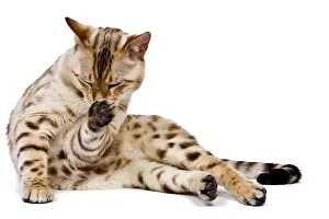Mink: Cat - 1 year old Bengal Seal Mink Snow - licking paw