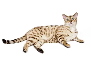Mink: Cat - 1 year old Bengal Seal Mink Snow - standing