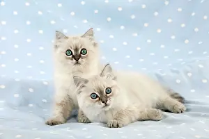 Spots: CAT - 10 week old ragdoll kittens