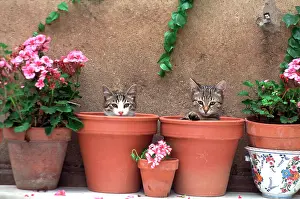 Flowerpots: CAT - 2 Kittens in flowerpots, by geraniums