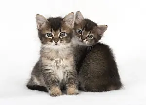 Snuggling: Cat 2 Tabby kittens about 7 weeks old