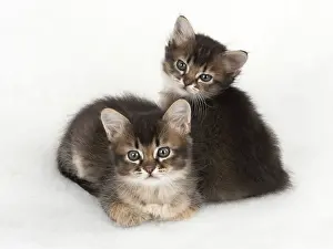 Snuggling: Cat 2 Tabby kittens about 7 weeks old