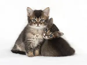 Snuggling: Cat 2 Tabby kittens about 7 weeks old