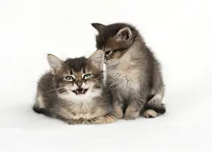 Speaking: Cat 2 Tabby kittens about 7 weeks old