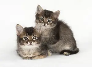 Snuggling: Cat 2 Tabby kittens about 7 weeks old