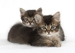 Snuggling: Cat 2 Tabby kittens about 7 weeks old