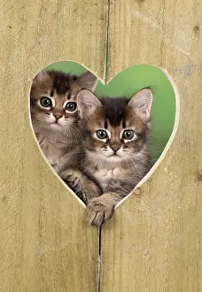 Valentine: Cat 2 Tabby kittens about 7 weeks old in heart shape wood