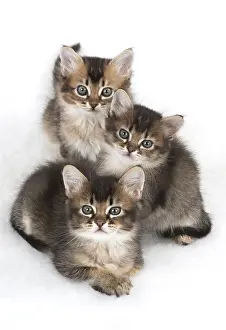 Snuggling: Cat 3 Tabby kittens about 7 weeks old