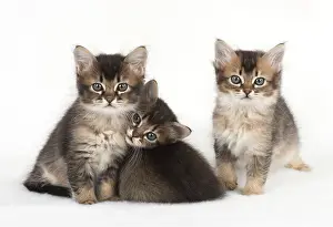 Snuggling: Cat 3 Tabby kittens about 7 weeks old
