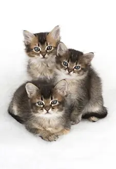 Snuggling: Cat 3 Tabby kittens about 7 weeks old