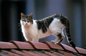 Roofs: Cat