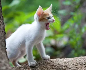 Lateral: Cat