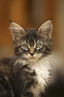 Shag: Cat