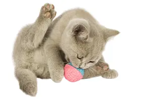 Biting: Cat