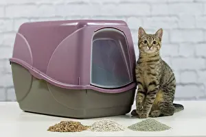 Tray: Cat - 6 month old kitten using litter tray