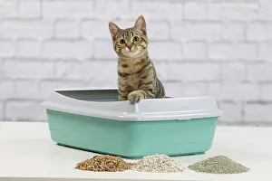 Tray: Cat - 6 month old kitten using litter tray
