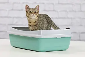 Tray: Cat - 6 month old kitten using litter tray