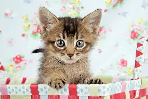 Cat - 6 week old Somali cross Asian kitten