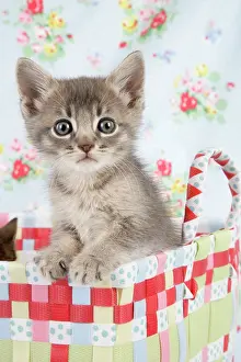 Cat - 6 week old Somali cross Asian kitten