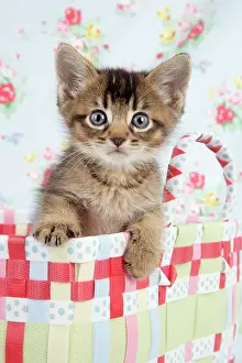Cat - 6 week old Somali cross Asian kitten