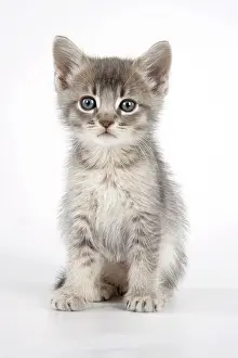 Cat - 6 week old Somali cross Asian kitten